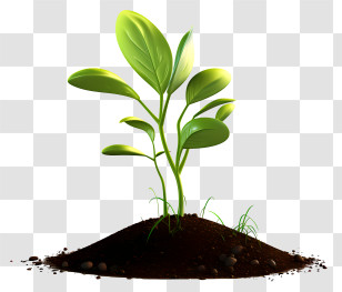 Green Sprout - Green Sprouting Plant Growing In Soil Transparent PNG
