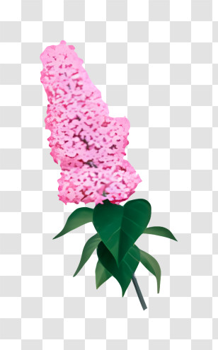 Flower - Pink Lilac Flower Transparent PNG