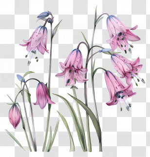 Pink Bluebells - Pink Bell Flowers In Watercolor Art Transparent PNG