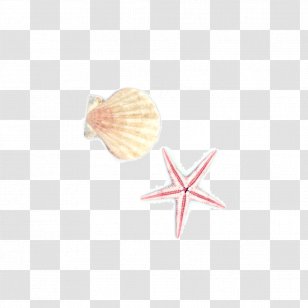 Starfish Seashell Euclidean Vector - Hand Painted Shellfish Transparent PNG