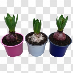 Flowerpot Purple - Hyacinthus Orientalis Transparent PNG