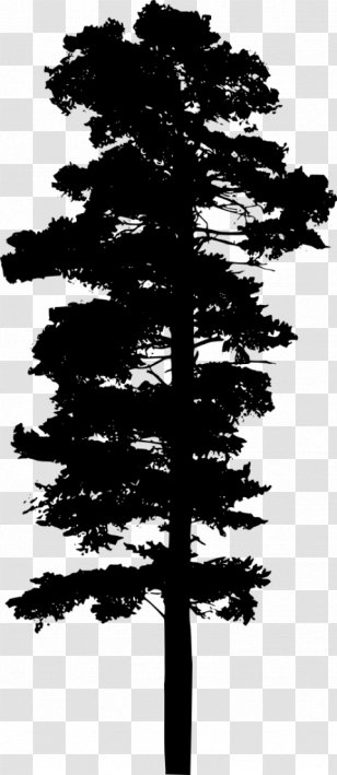Fir Pine Tree - Spruce Transparent PNG