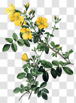 Siberian Pea Tree - Yellow Flowers On Botanical Branch Transparent PNG