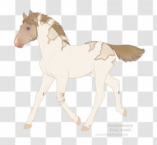 Foal Mustang Stallion Colt Mare Transparent PNG