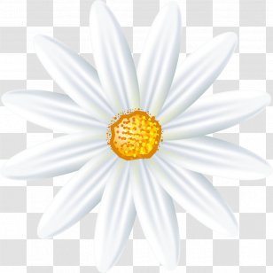 Roman Chamomile Oxeye Daisy Family German - Camomile Transparent PNG