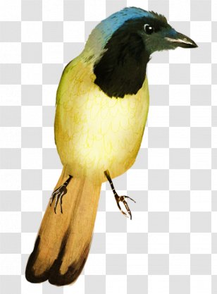 Bird Eurasian Golden Oriole Kingfisher - Animal Transparent PNG