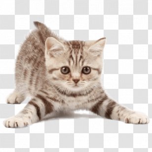 Cat Pet Sitting Kitten Dog - Like Mammal Transparent PNG