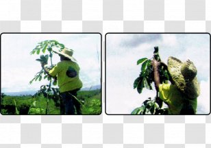 ParÃ¡ Rubber Tree Natural Plantation Management - Plant Transparent PNG
