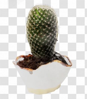 Cactus Transparency Image Clip Art - Terrestrial Plant - Plants Transparent PNG