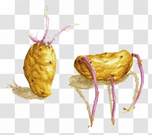 Potato Fruit Drawing Mount Tongkoko - Tuber Transparent PNG