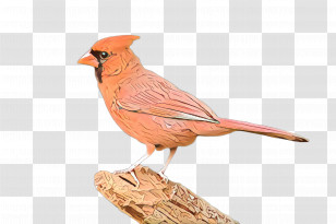 Bird Northern Cardinal Cardinal Beak Songbird Transparent PNG
