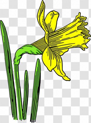 Flowers Background - Plant - Pedicel Amaryllis Family Transparent PNG