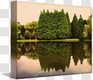 Water Resources Ecosystem Vegetation Tree Pond Transparent PNG