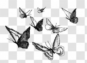 The Diary Of A Young Girl Monarch Butterfly Book PATTERN Symmetry: Mathematical Exploration - Wing Transparent PNG