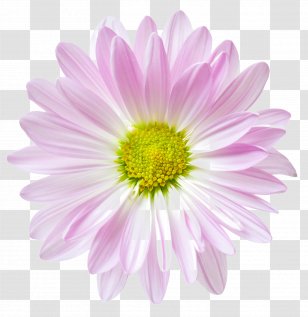 Flower Floral Clock Stock.xchng Common Daisy - Aster Transparent PNG