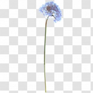 Flowers Background - Flower - Allium Hydrangea Transparent PNG