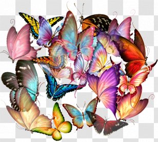 Butterfly Insect Photography Transparent PNG