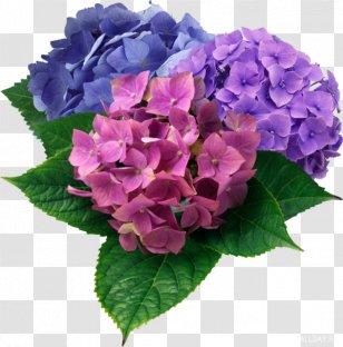 Picture Frames Birthday Flower Daytime Photography Transparent PNG