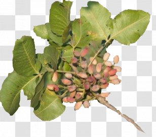 Tree Fruit Transparent PNG
