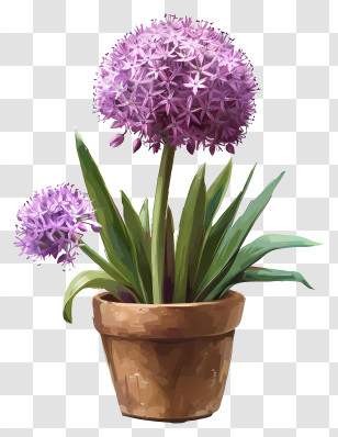 Allium Giganteum Flowers - Potted Purple Flower Plant Transparent PNG