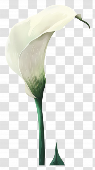 Calla Lily - Graceful White Calla Lily With Stem Transparent PNG