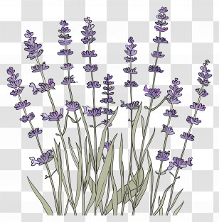 Garden Lavender - Illustrated Lavender Lines Art Transparent PNG