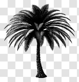 Palm Shadow Silhouette - Palm Tree Silhouette Transparent PNG