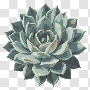 Watercolor Painting - Succulent Plant Botanical Illustration Transparent PNG