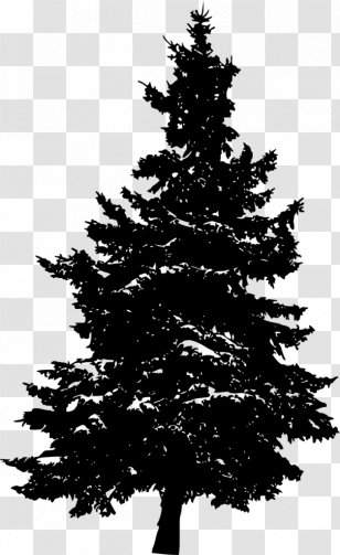 Pine Silhouette Fir Tree - Stock Photography Transparent PNG
