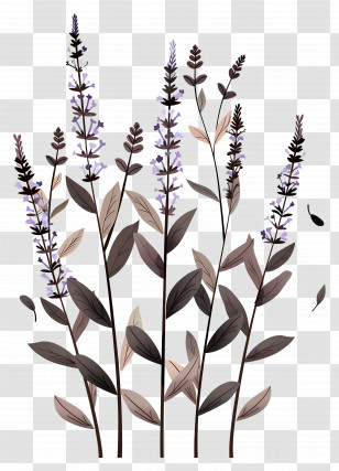 Lavender Flowers - Lavender Plants In Artistic Illustration Transparent PNG