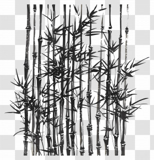 Bamboo - Black And White Bamboo Illustration Transparent PNG