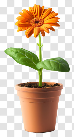 Plant A Flower Day - Orange Daisy In A Terracotta Pot Transparent PNG