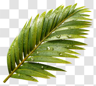 Coconut Leaf - Green Leaf With Water Droplets Transparent PNG