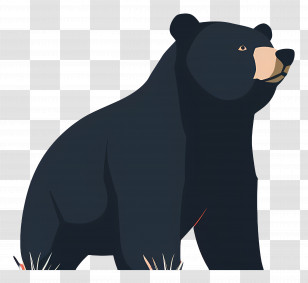 Bear - Black Bear Illustration Transparent PNG