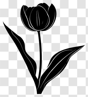 Flower Silhouette - Minimalist Black Tulip Flower Silhouette Transparent PNG