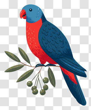 Australian Parrot - Colorful Parrot Illustration Transparent PNG