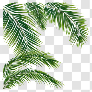 Palm Branches - Tropical Palm Tree Leaves Illustration Transparent PNG