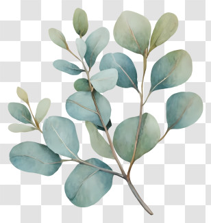 Tree Branch - Elegant Eucalyptus Leaves Illustration Transparent PNG