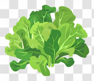 Vegetable - Fresh Green Lettuce Leaves For Salad Transparent PNG