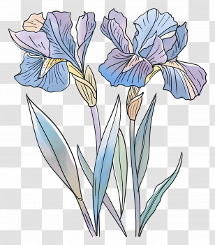 Iris Flower - Elegant Iris Flowers Illustration Transparent PNG