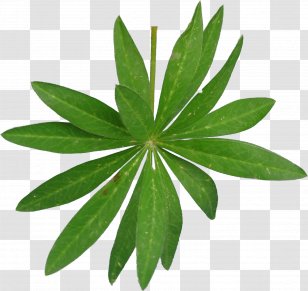 Leaf Tendril Branch Plant Stem Passion Flower - Lilac Transparent PNG