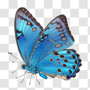 Blue Butterfly
 - Vivid Blue Butterfly With Delicate Wings Transparent PNG