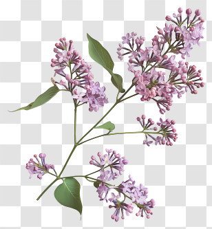 Lilac Flowers - Purple Lilac Flowers On A Branch Transparent PNG