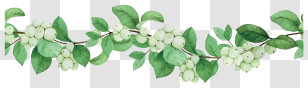 White Flower - Green Berries With Leaves Transparent PNG