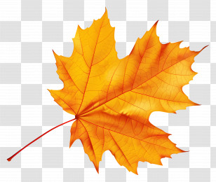 Autumn Maple Leaf - Bright Orange Maple Leaf Representing Autumn Transparent PNG