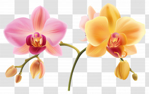 Orchid Flower - Yellow And Pink Orchid Flowers Transparent PNG