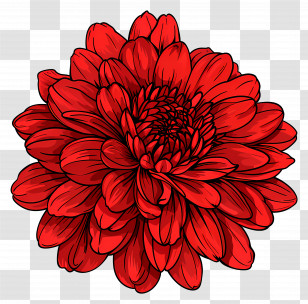 Red Chrysanthemum Flower - Vibrant Red Flower Transparent PNG