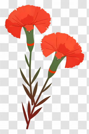 Carnation Flower - Beautiful Red Carnations Illustration Transparent PNG