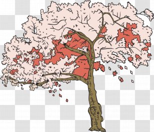 Cherry Blossom Tree Illustration - Plant - Trees Transparent PNG