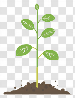 Sprout - Young Green Plant Sprout In Soil Transparent PNG